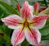 (image for) Adenium Obesum 'Baby Flame' x 5 Seeds