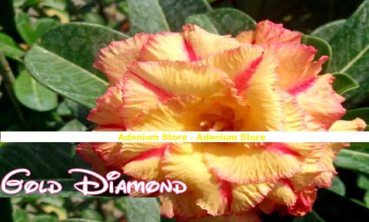 (image for) New Adenium \'Gold Diamond TW\' 5 Seeds