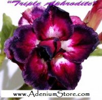 New Adenium 'Triple Aphrodite' 5 Seeds