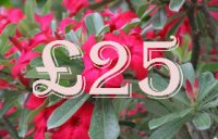 £25.00 Gift Certificate