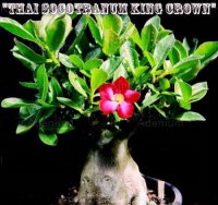(image for) Thai Socotranum 'King Crown' 5 Seeds