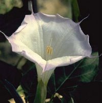 (image for) Datura Seeds 'Indian' (5 Seeds)