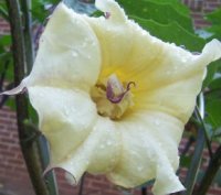 (image for) Datura Seeds 'Box of Chocolate 310-11' (5 Seeds)