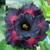 (image for) Big Pack Adenium Double Black Charming Rose x 50 Seeds