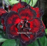 Adenium Obesum 'Triple Black Fire 2' x 50 Seeds BULK