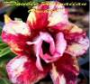 (image for) New Adenium 'Double Hawaiian Orchid' 5 Seeds
