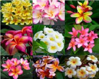 (image for) Plumeria Rubra Mixed x 12 Seeds