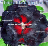 (image for) Adenium Obesum Triple Black Elephant 5 Seeds