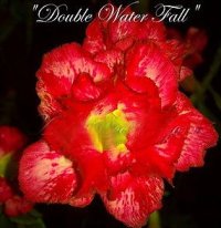 Rare Adenium Obesum 'Double Waterfall' (5 Seeds)