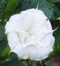 Datura 'Double Cream White' 5 Seeds