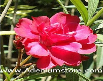 (image for) Nerium Oleander