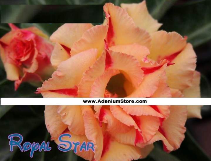 (image for) New Adenium \'Royal Star\' 5 Seeds