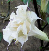 (image for) Datura Seeds 'Box of Chocolate 136' (5 Seeds)