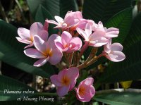 (image for) Plumeria Rubra Muang Phuang x 6 Seeds