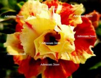 Adenium Obesum Double Frosted Apple 5 Seeds