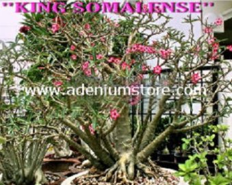 (image for) Adenium Somalense Seeds