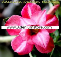 Adenium Obesum 'Double Naamah' 5 Seeds