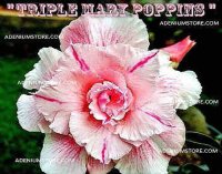 Adenium Obesum 'Triple Mary Poppins' 5 Seeds