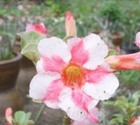 (image for) Adenium Obesum 'Beauty Cloud 2' x 5 Seeds