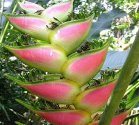 Heliconia Seeds 'Pink Wagneriana' (5 Seeds)