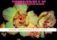 Adenium Obesum 'Triple Cinderella' 5 Seeds
