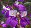 (image for) Collinsia heterophylla 'Chinese Houses' 10 Seeds