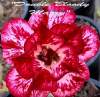 (image for) Adenium Obesum Double Bloody Mary 5 Seeds