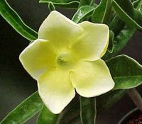 (image for) Adenium Obesum 'True Yellow' 5 seeds