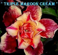 (image for) Adenium Obesum Triple Maroon Cream x 5 Seeds