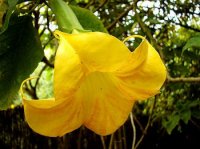Angels Trumpet Seeds 'Yellow' (5 Seeds)