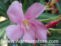 Nerium Oleander 'Pleasants Post-Office Pink' 5 Seeds