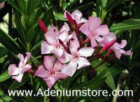Nerium Oleander 'Pink Beauty' 5 Seeds