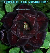 Adenium Obesum Triple Black Mushroom 5 Seeds