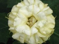 (image for) Datura Seeds 'Triple Cream & Sugar' (5 Seeds)