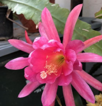 (image for) Epiphyllum Crenatum 'Pink Padre' 5 Seeds