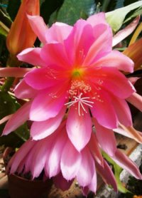 (image for) Epiphyllum Crenatum [Orchid Cactus] 'Anton Gunther' 5 Seeds