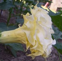 (image for) Datura Seeds 'Box of Chocolate 142' (5 Seeds)