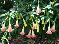 (image for) Angels Trumpet Seeds 'Mixed' (6 Seeds)