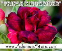 New Adenium 'Triple King Spider' 5 Seeds