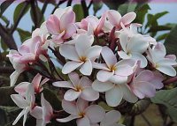 (image for) Doheny Plumeria Seeds (6 Seeds)
