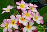 (image for) Plumeria Seeds 'Moon Pink' (6 Seeds)
