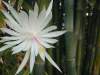 (image for) Epiphyllum [Orchid Cactus] 'Hookeri' 5 Seeds