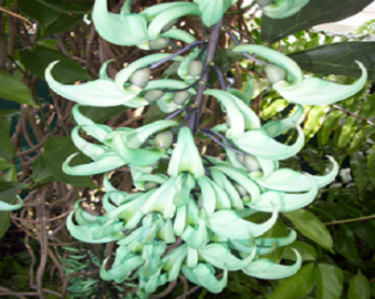 (image for) Jade Vine Seeds
