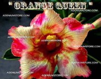 (image for) Adenium Obesum 'Orange Queen' 5 Seeds