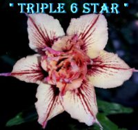 (image for) Adenium Obesum Triple 6 Star x 5 seeds