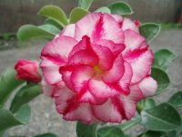 (image for) Adenium Obesum 'Double Moons' x 5 Seeds