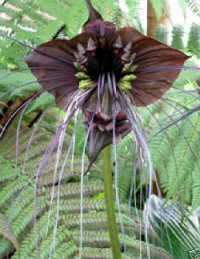 (image for) Tacca Bat Plant Seed Germination & Growing Guide