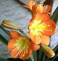 (image for) Clivia Seed Germination & Growing Guide