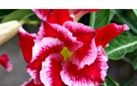 (image for) Big Pack Adenium Double Santa Clause x 50 Seeds