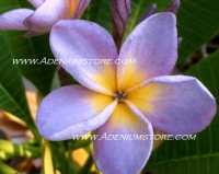 (image for) A Plumeria Seed Germination Guide